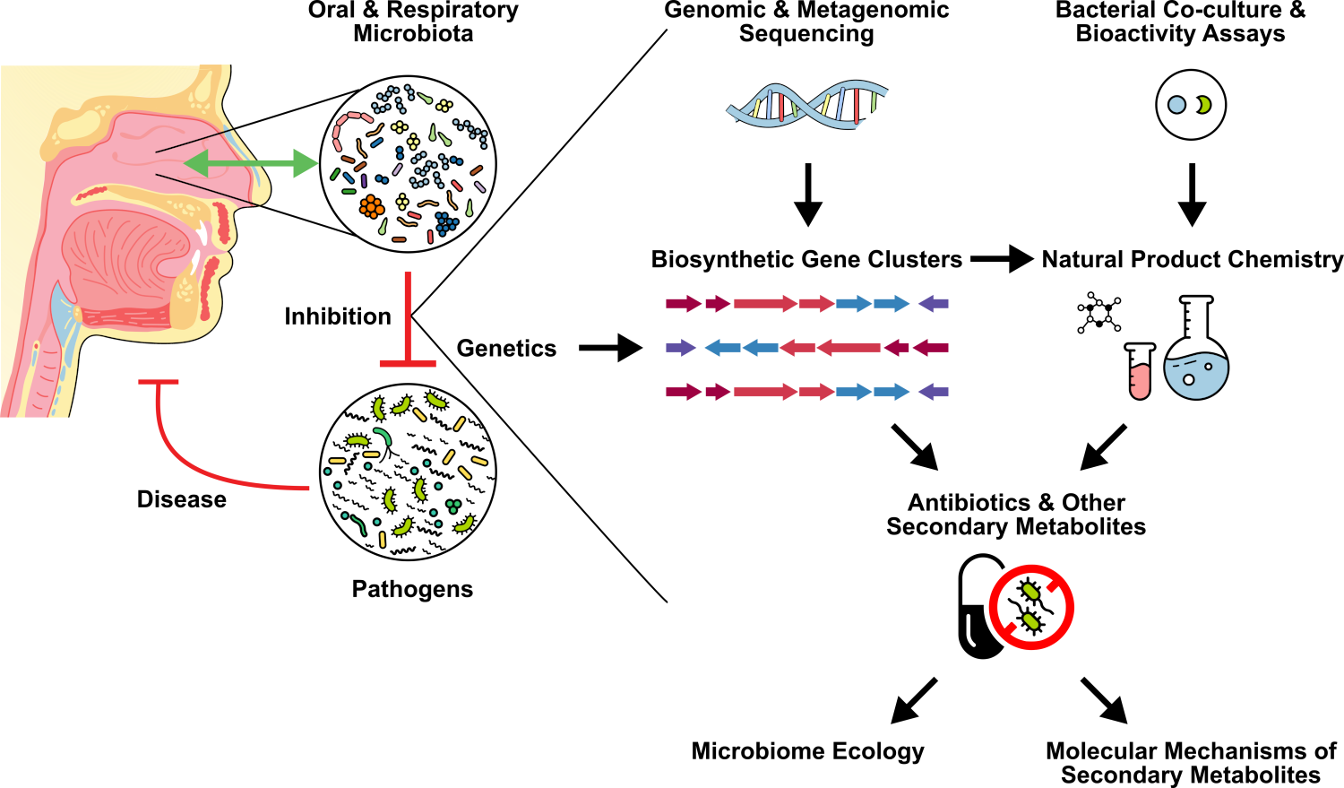 Summary of the research framework used in the Stubbendieck Lab