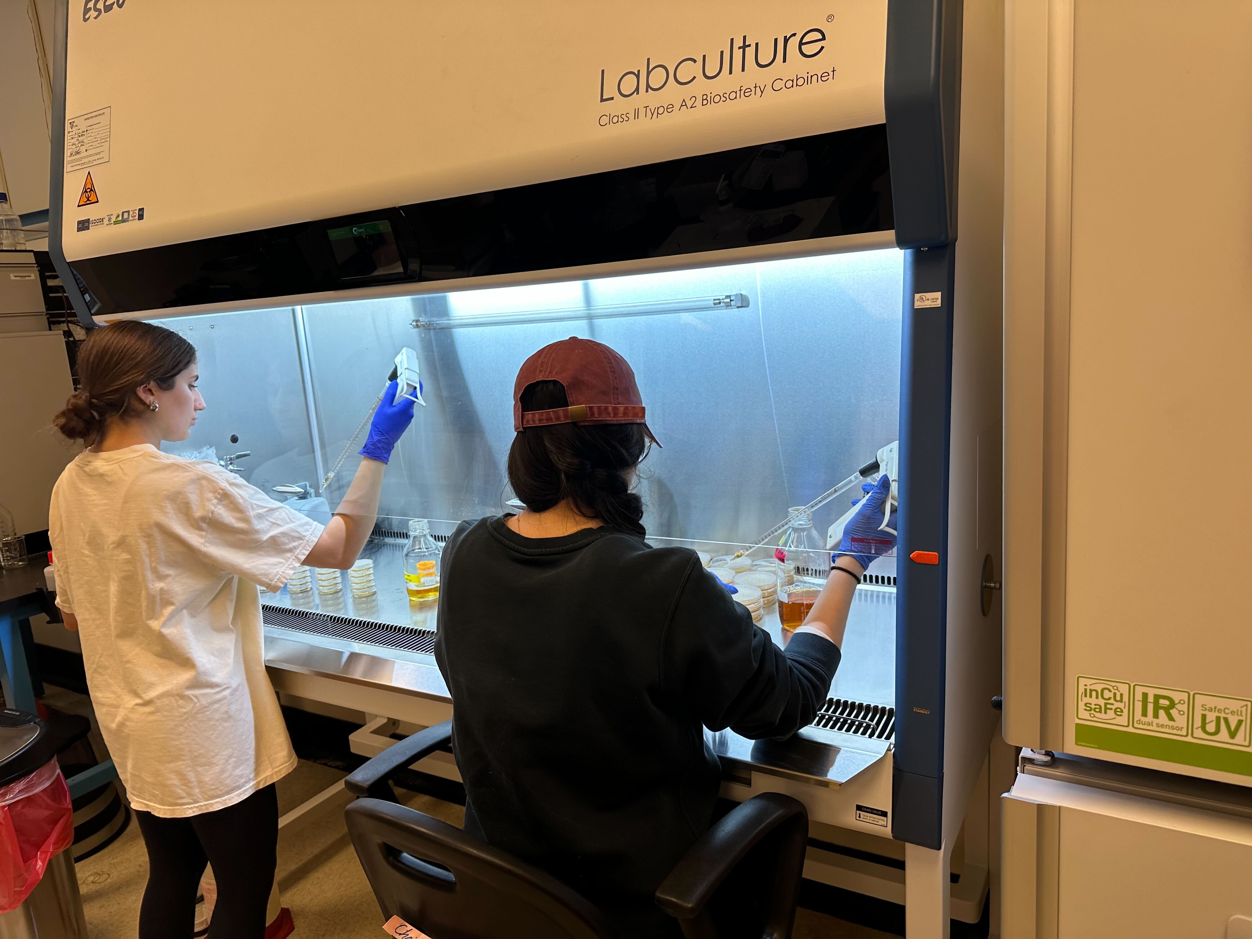 Sydney and Elixiva working together in a biological safety cabinet