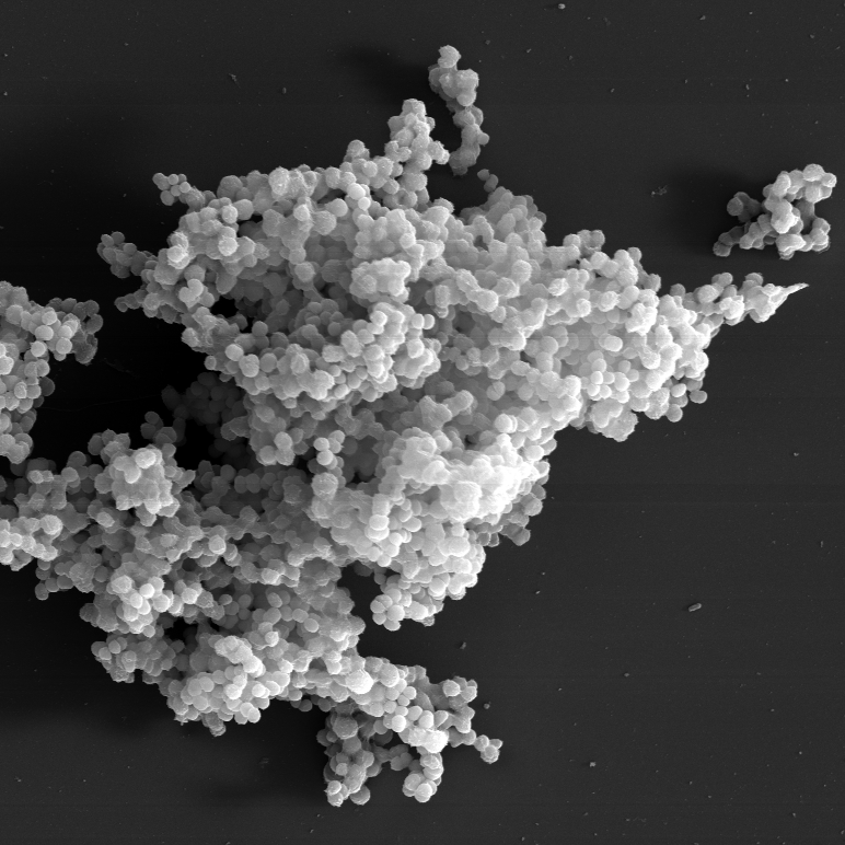 This is a scanning electron micrograph showing coccoid clusters of the bacterium Rothia similimucilaginosa.