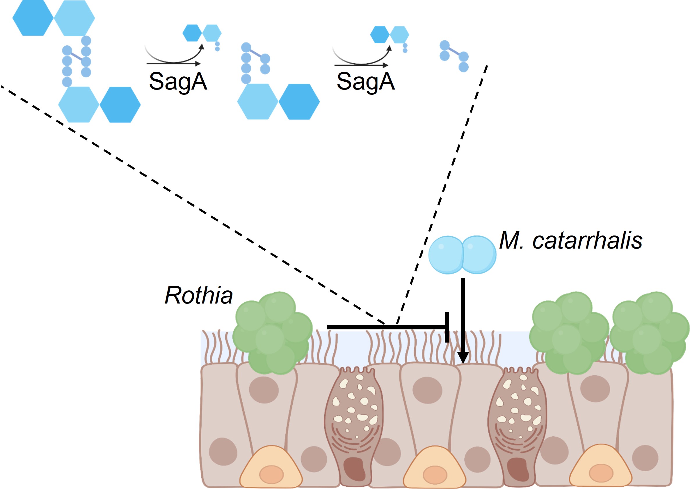 Rothia produce the enzyme SagA, which degrades M. catarrhalis peptidoglycan and prevents pathogen colonization