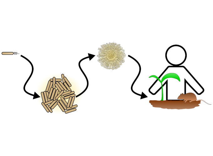 This is a diagram showing spatial scaling in bacterial communities. These communities can range in size single cells, to multicellular aggregates, to biofilms, and have action at the scale of whole macroscopic organisms and environments.