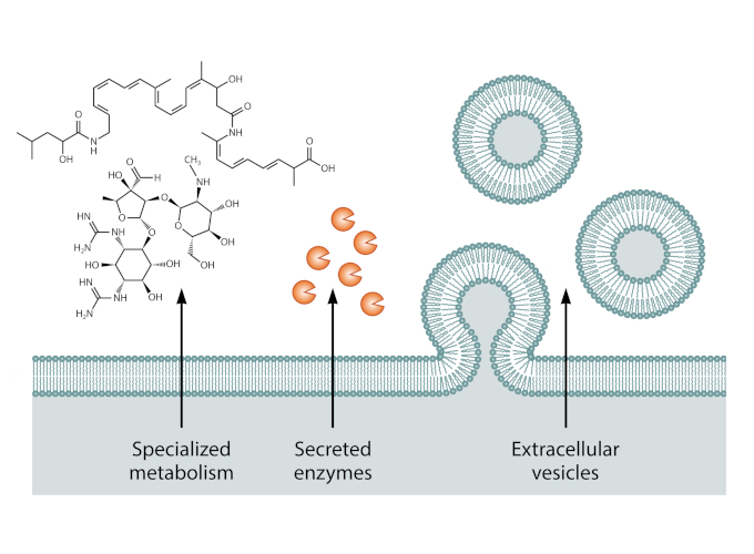 This is a diagram showing specialized metabolism, secreted enzymes, and extracellular vesicles as mechanisms bacteria can use to compete with other organisms at a distance.