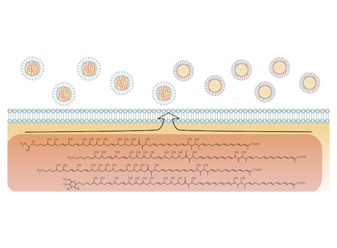 This is a diagram showing that Streptomyces sp. strain Mg1 packages linearmycines into extracellular vesicles.