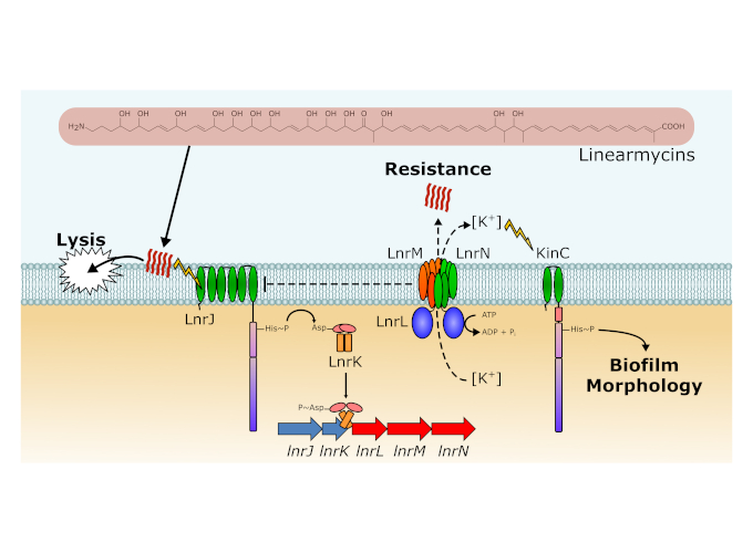 This is a diagram summarizing interactions between Streptomyces sp. strain Mg1 and Bacillus subtilis that are mediated by linearmycins. The linearmycins cause lysis of B. subtilis. These antibiotics also activate the LnrJK signaling system, which leads to expression of the linearmycin resistance transporter LnrLMN. Excess expression of lnrLMN potentially affects potassium ion leakage, triggering biofilm formation through KinC.