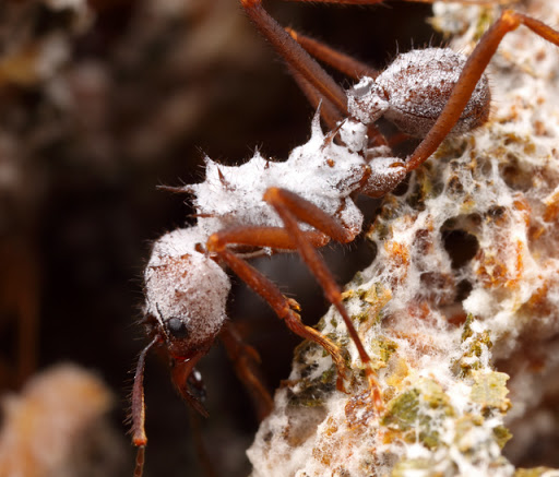 This is a photograph of an Acromyrmex fungus-farming ant covered with Pseudonocardia. Photograph from Alex Wild.