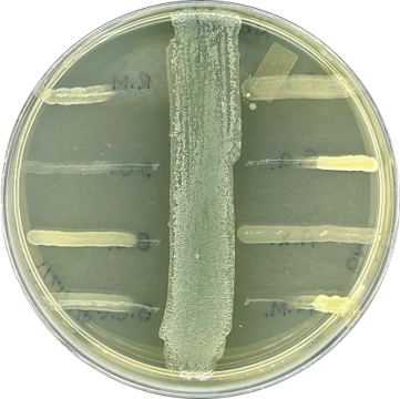 Photograph of a cross-streak assay showing inhibition of target strains by a Pseudomonas isolate.